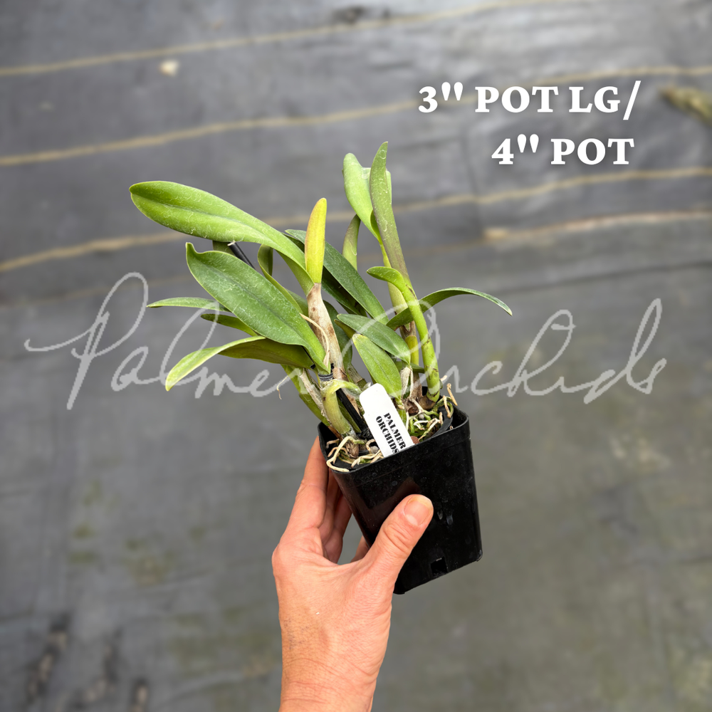 Ctt. Blazing Sun — Palmer Orchids